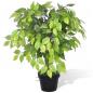 Preview: Künstlicher Zwerg-Ficus mit Topf 60 cm