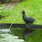 Preview: ARDEBO.de - Ubbink Wasserspeier Ente