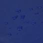 Preview: Abdeckplane Blau 5x8 m 650 g/m²