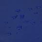 Preview: Abdeckplane Blau 5x7 m 650 g/m²