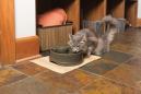 Preview: PetSafe Trinkbrunnen Drinkwell Strömung M