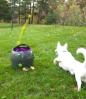 Preview: PetSafe Ballwerfer automatisch