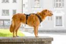 Preview: Curli Magnetic Belka Comfort Geschirr Schwarz S