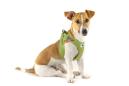 Preview: Curli Clasp Vest Geschirr Air-Mesh Lime 3XS