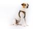 Preview: Curli Apple Leather Clasp Vest Geschirr braun 2XS