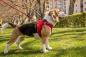 Preview: Curli Vest Harness Magnetic V2 Red L