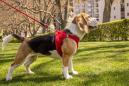 Preview: Curli Vest Harness Magnetic V2 Black S