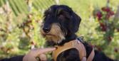 Preview: Curli Apple Leather verstellbare Leine schwarz S
