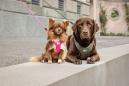 Preview: Curli Vario Comfort Leash Fuchsia L
