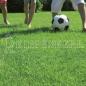 Preview: ARDEBO.de Kiepenkerl RSM 2.3 Gebrauchsrasen Spielrasen mit Poa supina 10 kg