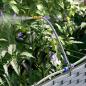 Preview: Gartenpflanzgefäße mit Bewässerungssystem 2 Stück Hellgrau