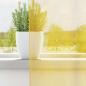Preview: Voile Vorhänge mit Stangentaschen 2 Stk. Gelb