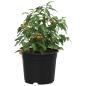 Preview: Runder Blumentopf 100 Stk. Schwarz Ø 10 x 8 cm Kunststoff