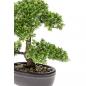 Preview: Emerald Kunstpflanze Bonsai Mini-Ficus Grün 32 cm 420002