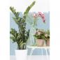Preview: Emerald Kunstpflanze Zamioculcas Grün 110 cm 11.662C 