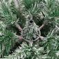 Preview: Künstlicher klappbarer Weihnachtsbaum Grün und Weiß 150 cm