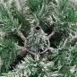 Preview: Künstlicher klappbarer Weihnachtsbaum Grün und Weiß 180 cm