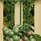 Preview: ARDEBO.de - Pflanzenstützen 30 Stk. Grün 90 cm Stahl