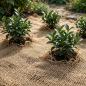 Preview: ARDEBO.de - Jute Ufermatte Natur 1,6 x 10 m