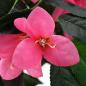 Preview: Künstliche Rhododendron-Pflanze mit Topf 155 cm Grün und Rosa