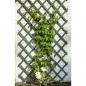 Preview: Nature Garten-Rankgitter 2 Stk. Holz Grün 50 x 150 cm
