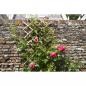 Preview: Nature Garten Gitter 70x180 cm Bambus 6040721