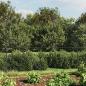 Preview: Maschendrahtzaun mit Bodenflansch Anthrazit 1,4x10 m