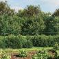 Preview: Maschendrahtzaun Grün 1,6x25 m