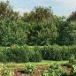 Preview: Maschendrahtzaun mit Bodenhülsen Grün 1,8x25 m