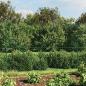 Preview: Maschendrahtzaun mit Bodenflansch Grün 1,6x25 m