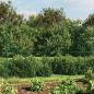 Preview: Maschendrahtzaun Grün 1,4x25 m