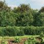 Preview: Maschendrahtzaun mit Bodenflansch Grün 1,8x25 m