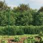 Preview: Maschendrahtzaun mit Bodenhülsen Grün 1,4x25 m
