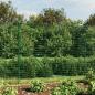 Preview: Maschendrahtzaun mit Bodenhülsen Grün 2x25 m