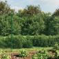 Preview: Maschendrahtzaun mit Bodenhülsen Grün 1,6x25 m