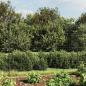Preview: Maschendrahtzaun mit Bodenhülsen Anthrazit 1,4x10 m