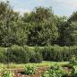 Preview: Maschendrahtzaun Anthrazit 2x10 m Verzinkter Stahl