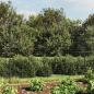 Preview: Maschendrahtzaun mit Bodenhülsen Anthrazit 2,2x25 m