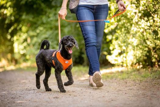 Curli Basic Geschirr Air-Mesh Skyblue L