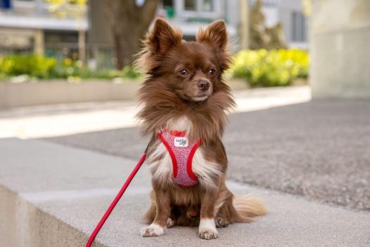 Curli Clasp Vest Geschirr Merino rot XL