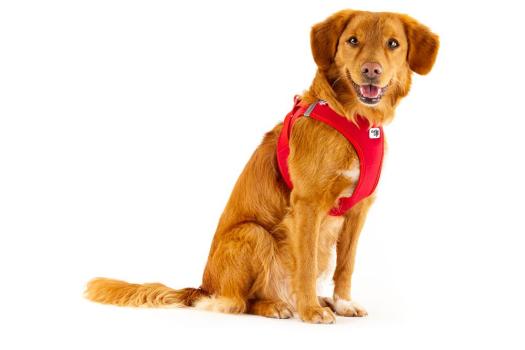 Curli Clasp Vest Geschirr Softshell rot 2XS