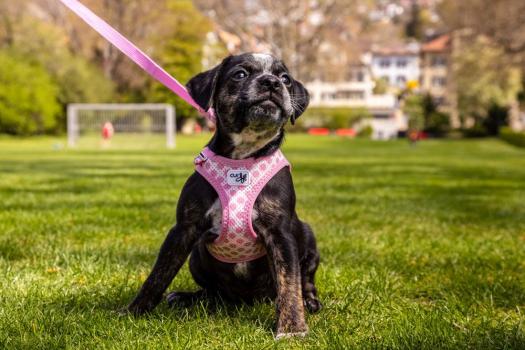 Curli Clasp Vest Geschirr Puppy Set Pink-Caro S