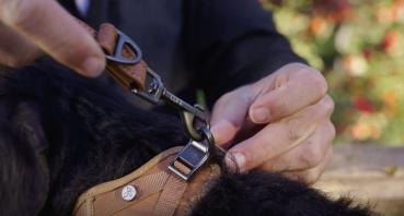 Curli Apple Leather verstellbare Leine schwarz L