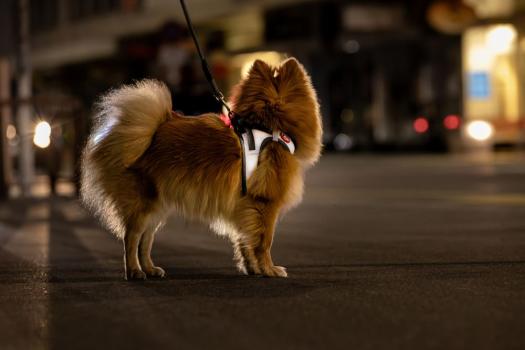 Curli Clasp Vest Harness Glow Reflective Gray S