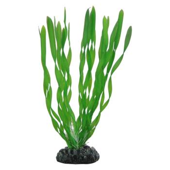 ARDEBO.de Dohse HOBBY Vallisneria 20 cm SB