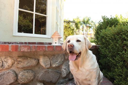 PetSafe Bellkontrolle Deluxe für Außenbereiche  