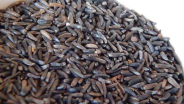Ramtillkraut Nigersaat aus Äthiopien 25kg