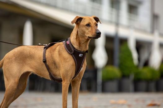 Curli Belka Geschirr Braun S