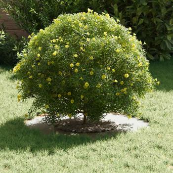 Plastikpflanzer Weiß Kunststoff Groß Plastikpflanzer Rund