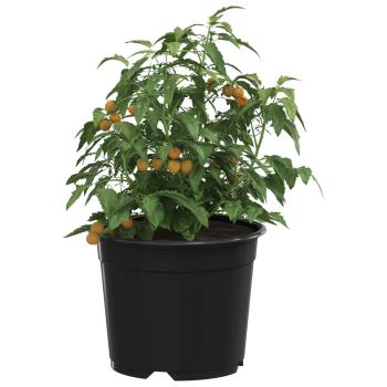 Runder Blumentopf 100 Stk. Schwarz Ø 10 x 8 cm Kunststoff